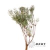 叶材 | 婆娑叶 商品缩略图5