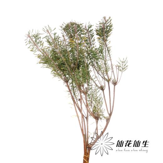 叶材 | 婆娑叶 商品图5