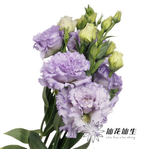洋桔梗 | 农民浅紫 商品图2