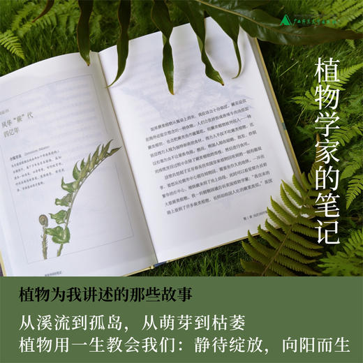 植物学家的笔记 申惠雨/著 罗竣/译 植物学 散文 科普 植物插画 广西师范大学出版社 商品图1