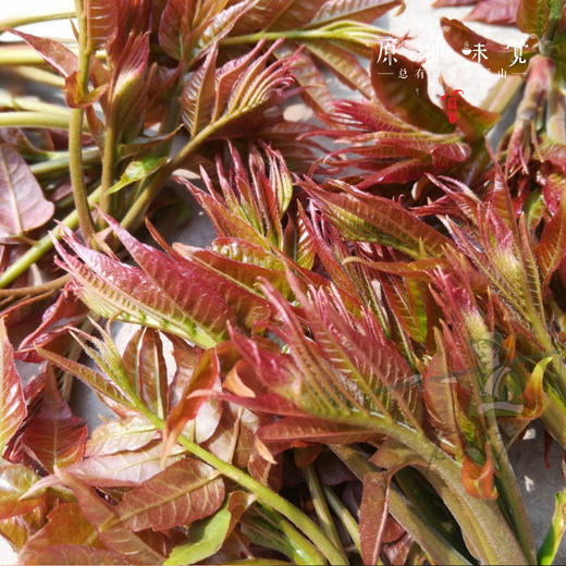 【预售】生态红油香椿（基地直发-京东包邮）| 多种规格，来自山西中条山，生产者：蒲韩青年公社社员，【合作生产，公平贸易】 商品图6