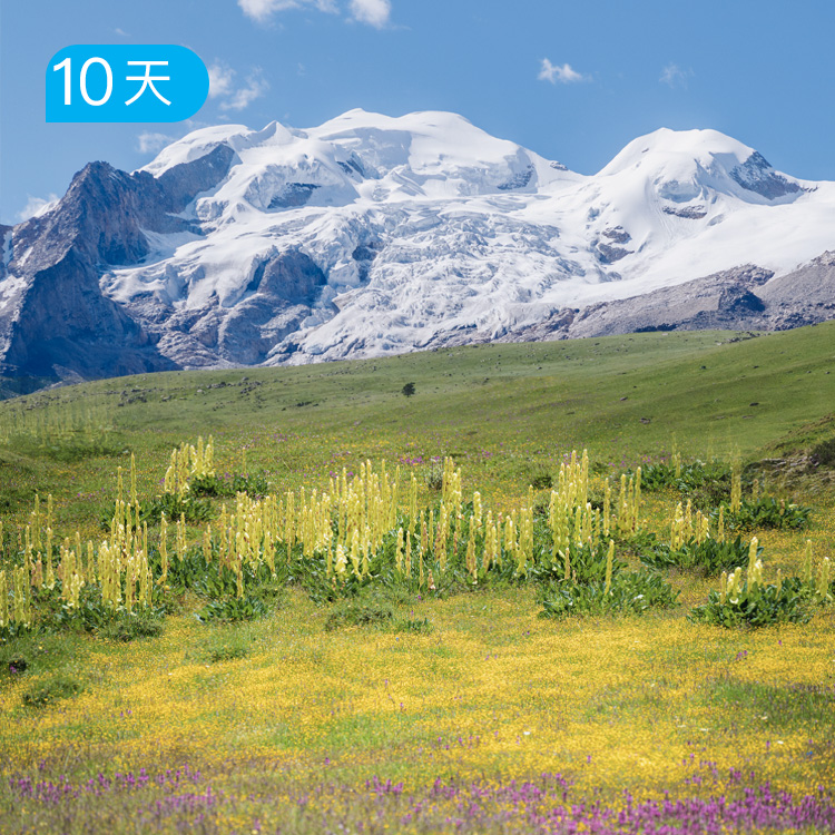 格聂全线100公里｜格聂山区史诗级徒步露营路线 雪山湖泊花海草甸  10日