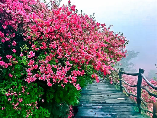 【麻城杜鹃2日】大别山巅的红霞盛宴の麻城龟峰山杜鹃群-安徽天堂寨 商品图5