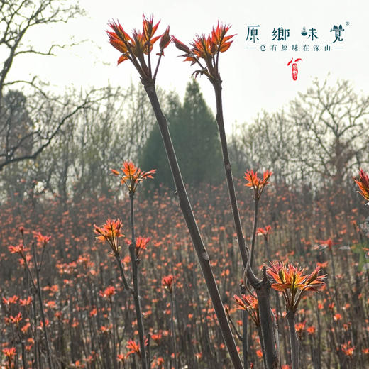 【预售】生态红油香椿（基地直发-京东包邮）| 多种规格，来自山西中条山，生产者：蒲韩青年公社社员，【合作生产，公平贸易】 商品图8