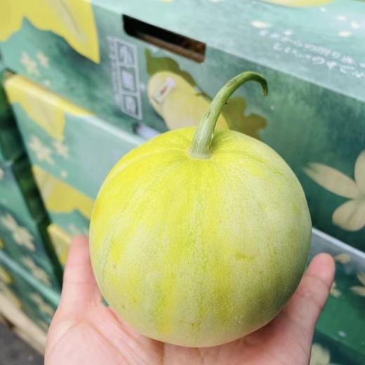 小甜国 马连庄甜瓜（约3斤，5个装） 商品图3