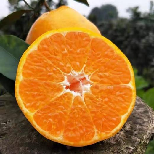 周三取货：【寻味优果大雅柑】一箱毛重9斤左右，又大又甜， 水分足！ 商品图3