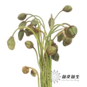 配花 | 迷你虞美人