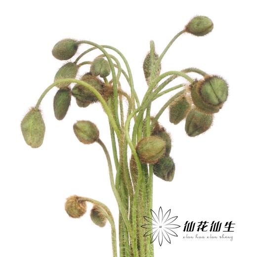 配花 | 迷你虞美人 商品图0