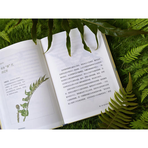 植物学家的笔记 申惠雨/著 罗竣/译 植物学 散文 科普 植物插画 广西师范大学出版社 商品图7