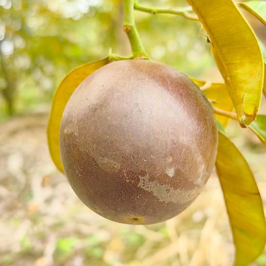 【预售】极客牛奶果丨淡淡奶香，果肉细腻，保质期较短，需尽快食用。深紫色果肉会涩，只吃白肉和浅红肉⭐️顺丰空运 商品图7