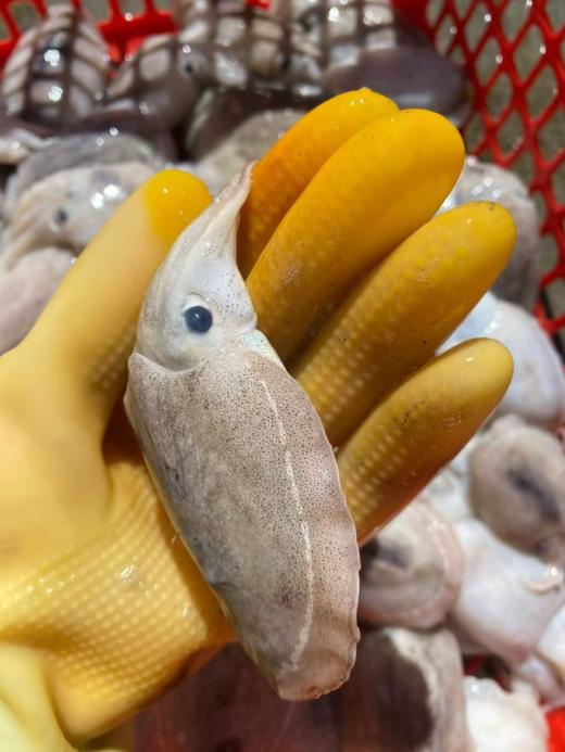 xm{必抢！}好新鲜的墨鱼仔！月销量超高~个头小巧、肉质嫩到像在嘴里跳舞，实打实的新鲜货，顺丰冷链活冻到家 老人小孩都爱吃~ 商品图2