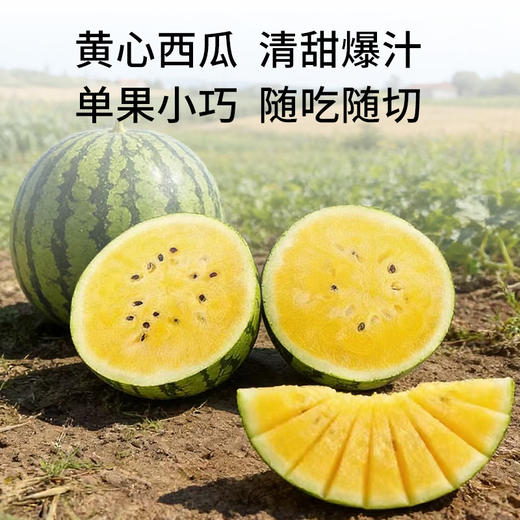 【广东"小兰"黄瓤西瓜】籽少 + 倍甜 + 薄皮 + 多汁 瓜香浓郁 | 顺丰直发DB 商品图2