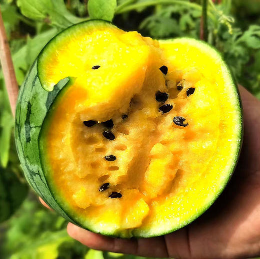 【自营】沙土黄钻西瓜 黄瓤皮薄 单瓜重2.0-3.0斤左右 YT 商品图2