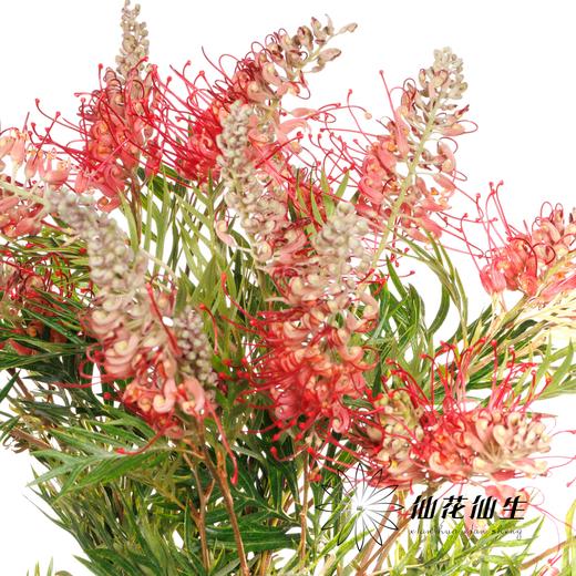 杨月季花材 ｜ 宝塔银桦 商品图2