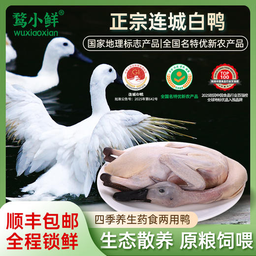 连城白鸭【首发】 商品图0