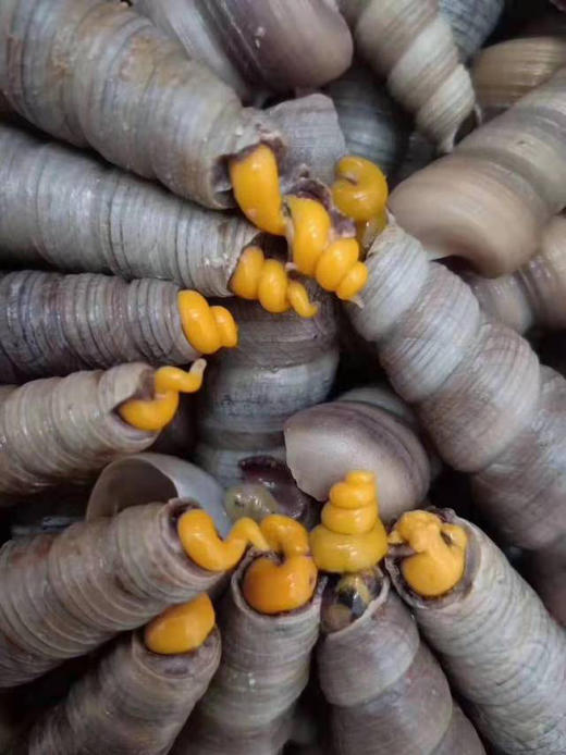 去尖钉螺，最肥的季节，简单清洗后，适合做香辣钉螺！
一盒3斤 商品图0