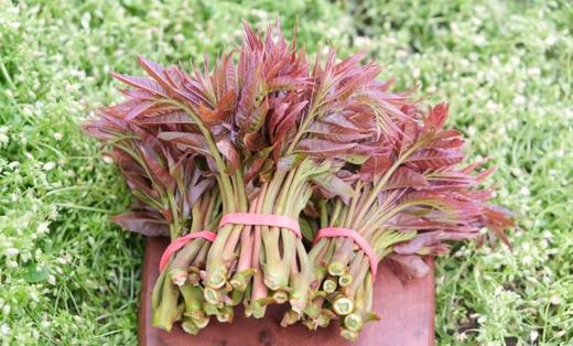 合作产品/中条山红油香椿（预计26号左右开始采摘，因前期天气气温低，香椿长势较缓.排单发货） 商品图1