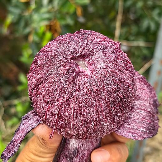 【预售】极客牛奶果丨淡淡奶香，果肉细腻，保质期较短，需尽快食用。深紫色果肉会涩，只吃白肉和浅红肉⭐️顺丰空运 商品图5