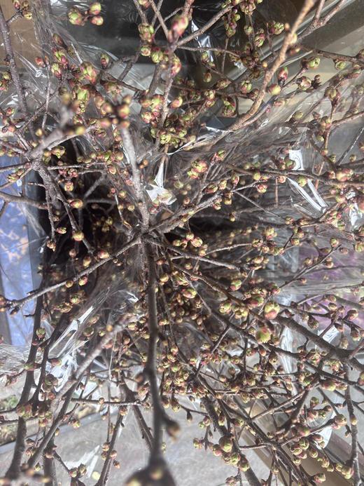 【向你微笑】国产樱花  粉色  约2-3枝/扎 商品图11