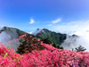 【麻城杜鹃2日】大别山巅的红霞盛宴の麻城龟峰山杜鹃群-安徽天堂寨 商品缩略图2