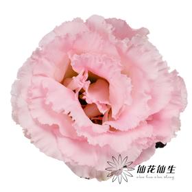 洋桔梗 | 樱花粉