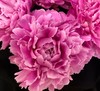 【昆明仓现货 】芍药 | 荔枝 商品缩略图0