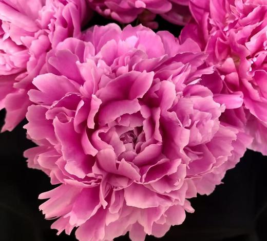 【昆明仓现货 】芍药 | 荔枝 商品图0