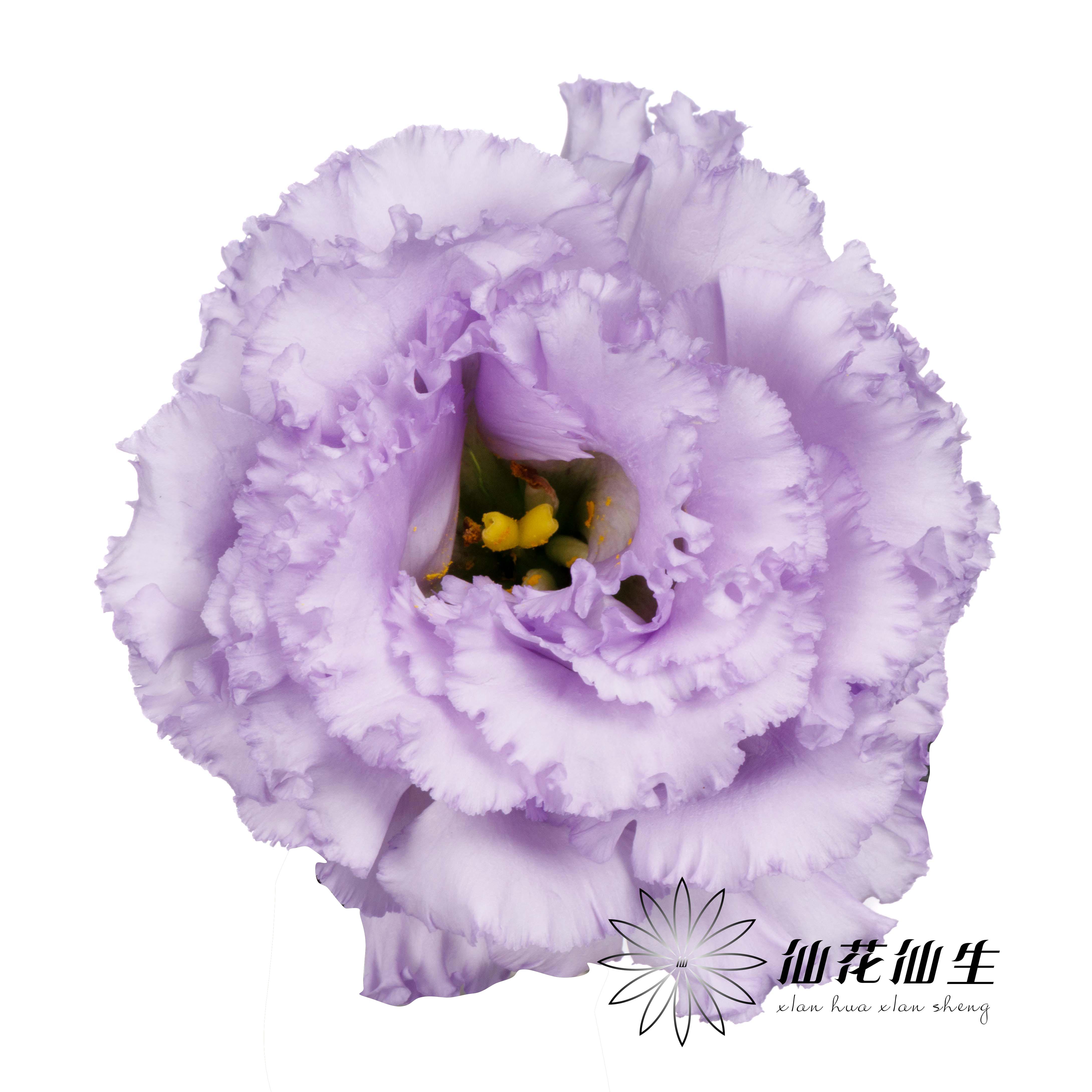 洋桔梗 | 农民浅紫