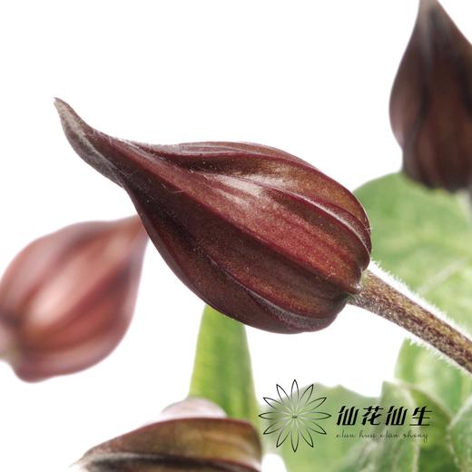 配花 | 铁线莲幸福之鸟 商品图4