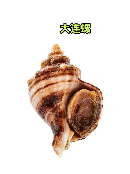 【鲜活】大连螺　海螺 商品图0