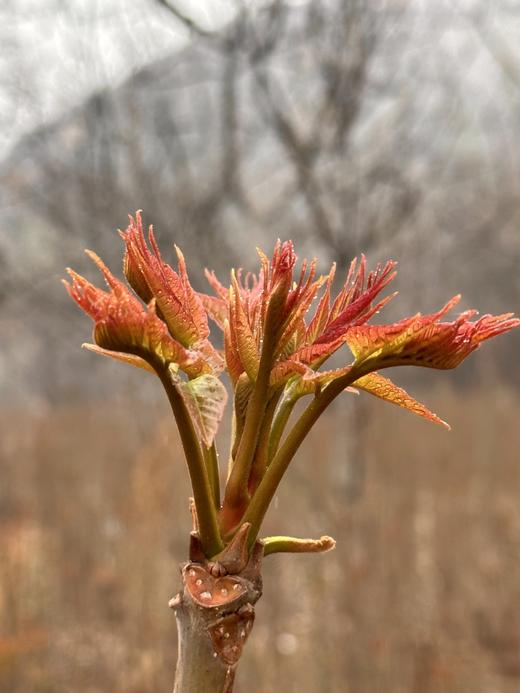 合作产品/中条山红油香椿（预计26号左右开始采摘，因前期天气气温低，香椿长势较缓.排单发货） 商品图4