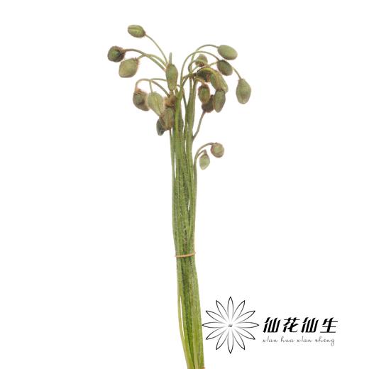 配花 | 迷你虞美人 商品图3