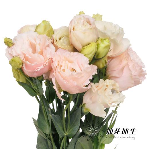 配花 | 洋桔梗肉粉 商品图1