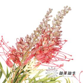 杨月季花材 ｜ 宝塔银桦