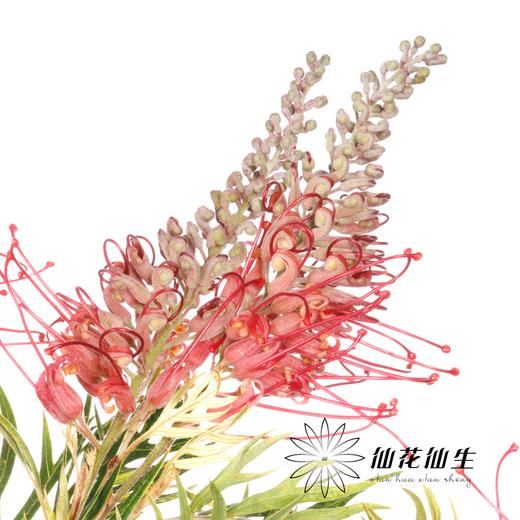 杨月季花材 ｜ 宝塔银桦 商品图0