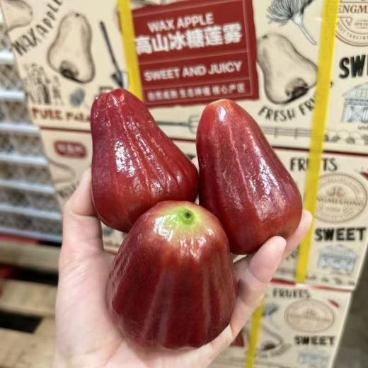 周日取货：【订金链接】冰糖莲雾，特惠48元/斤，预付订金10元/份（2个），到店称重补差价！ 商品图1