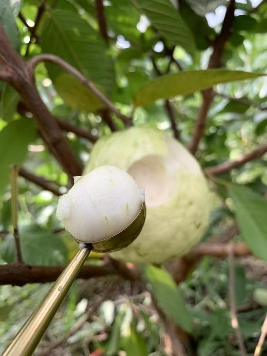猫太推荐——这是偷走我心的芭乐！是我不远千里，爬山涉水寻来的芭乐。 商品图4
