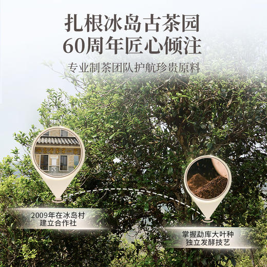 【联系客服下单更优惠】澜沧古茶2026年冰岛熟茶云南名山古树普洱茶熟茶大饼357g 商品图1