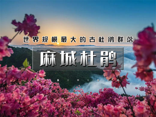 【麻城杜鹃2日】大别山巅的红霞盛宴の麻城龟峰山杜鹃群-安徽天堂寨 商品图0