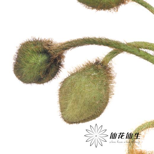 配花 | 迷你虞美人 商品图1