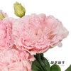 洋桔梗 | 樱花粉 商品缩略图3