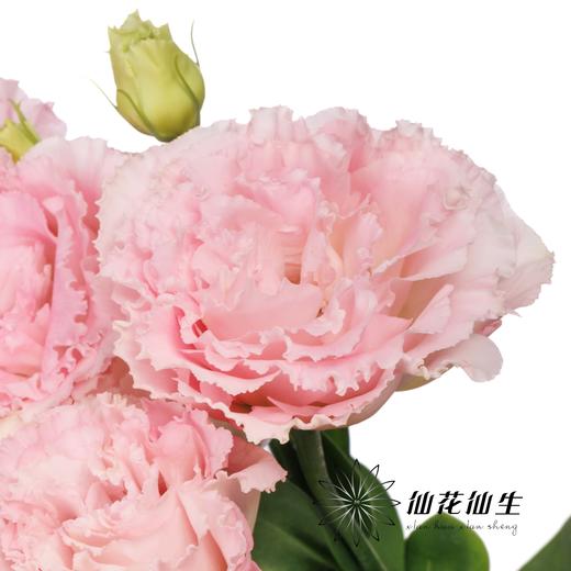 洋桔梗 | 樱花粉 商品图3