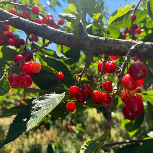 米易玛瑙小樱桃 商品图4