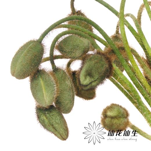 配花 | 迷你虞美人 商品图4