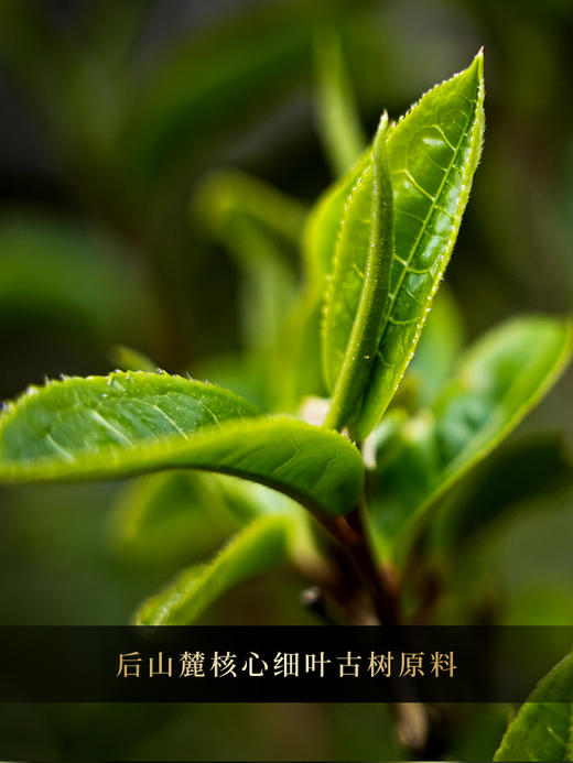 【名额过半！】【细叶王子】2026年春茶预售后山麓王子片区贡茶传奇：一叶难求的极致奢品 品细叶王子，享帝王口福：一汤入口，细腻之中见真质500克/团 8团/件 商品图13