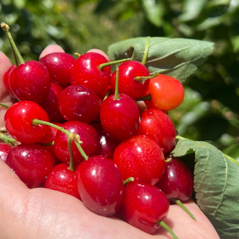 米易玛瑙小樱桃