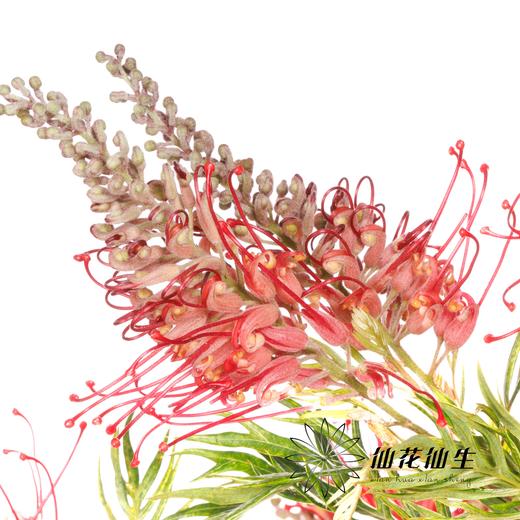 杨月季花材 ｜ 宝塔银桦 商品图5