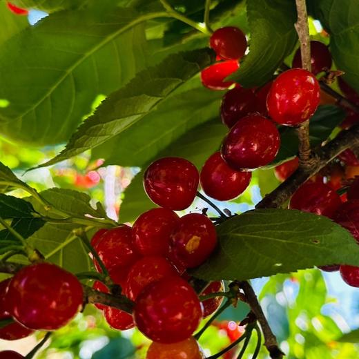 米易玛瑙小樱桃 商品图2