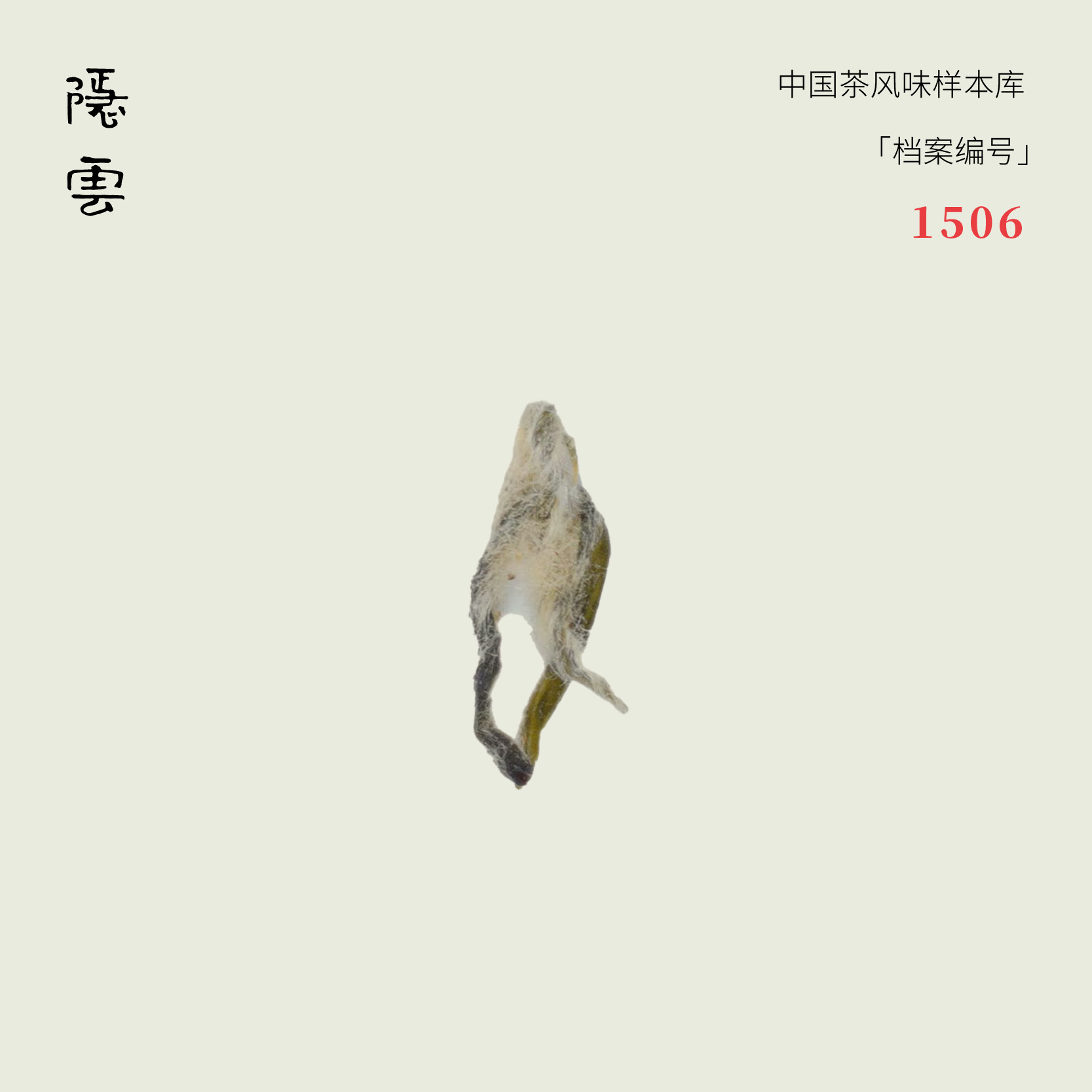 苔雾｜2026年碧螺春