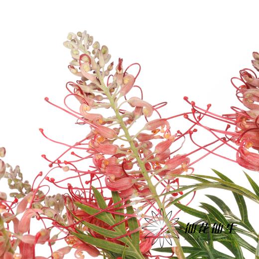 杨月季花材 ｜ 宝塔银桦 商品图3